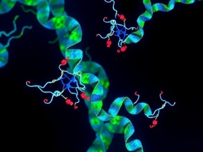 Üçlü negatif meme kanserinde MINK1 inhibitörü tümörleri küçülttü