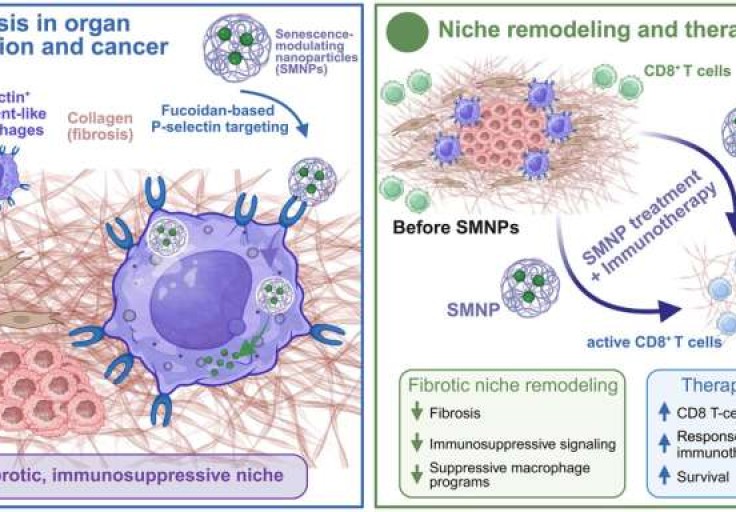 Nanopartiküller Tümörün Kalkanını Yıkıyor: İmmünoterapi Direnci Aşıldı
