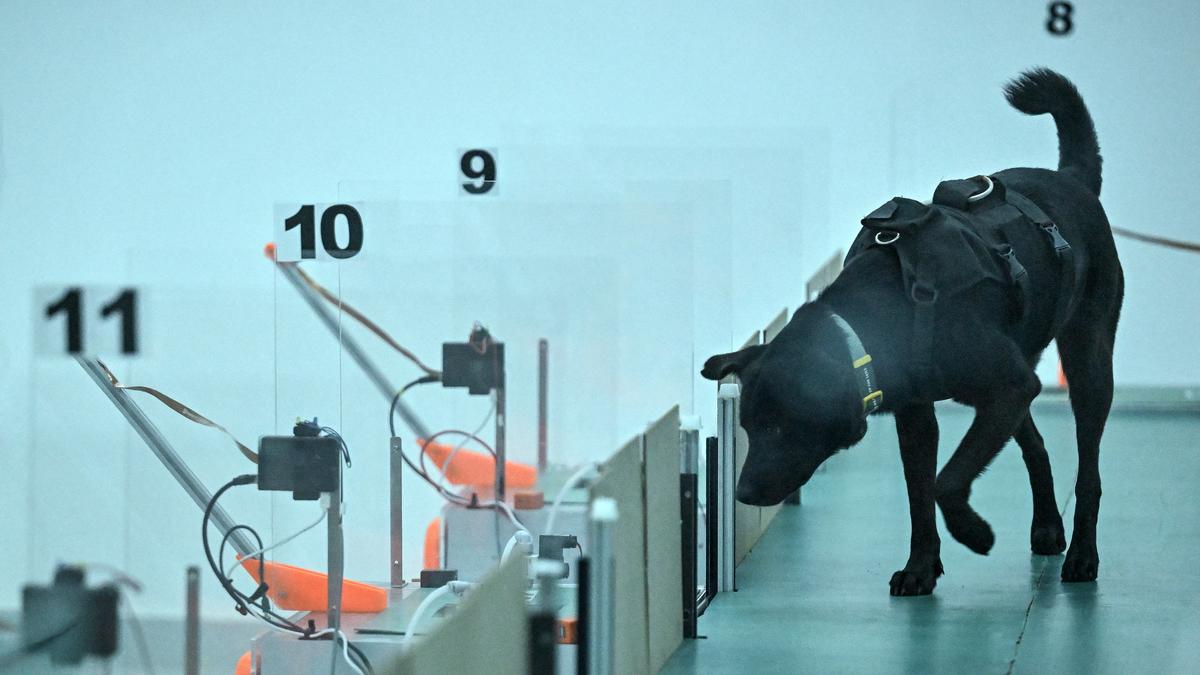 Köpek burnu ve yapay zeka: Nefesten 7 kanser türü tespit edildi