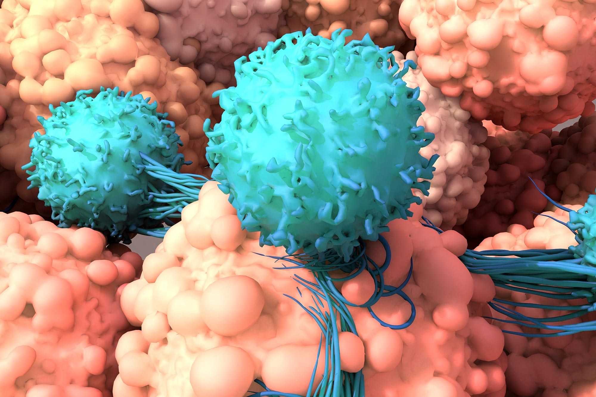 mRNA immünoterapi ile bağışıklık hücrelerinin tümör hücrelerini hedeflemesi
