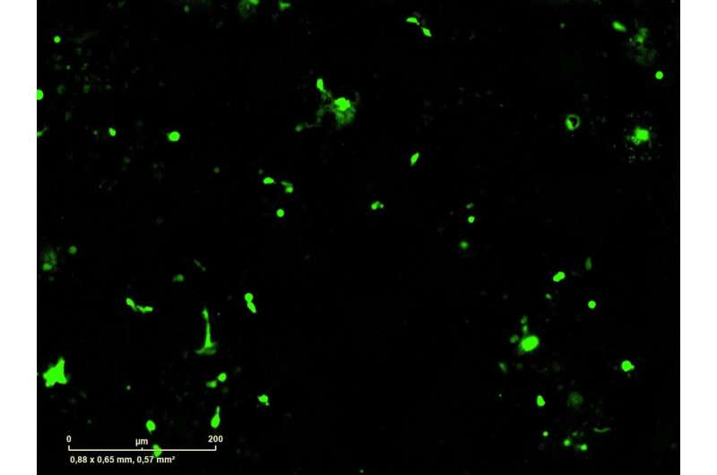 CAR-T hücrelerinde genetik anahtar ile immünoterapi